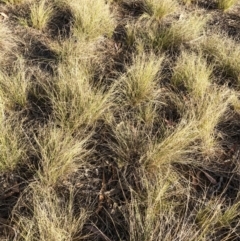 Austrostipa scabra (Corkscrew Grass, Slender Speargrass) at Hughes, ACT - 14 Nov 2019 by ruthkerruish