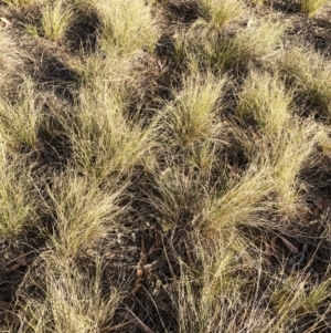 Austrostipa scabra at Hughes, ACT - 15 Nov 2019 09:07 AM