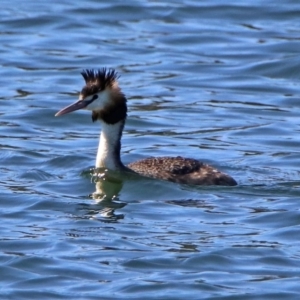 Podiceps cristatus at Molonglo Valley, ACT - 6 Nov 2019