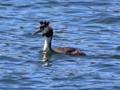 Podiceps cristatus (Great Crested Grebe) at Molonglo Valley, ACT - 5 Nov 2019 by RodDeb