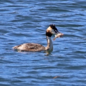 Podiceps cristatus at Molonglo Valley, ACT - 6 Nov 2019