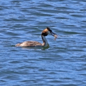 Podiceps cristatus at Molonglo Valley, ACT - 6 Nov 2019