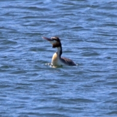 Podiceps cristatus at Molonglo Valley, ACT - 6 Nov 2019