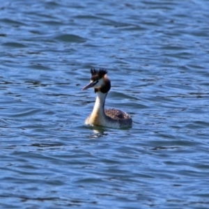 Podiceps cristatus at Molonglo Valley, ACT - 6 Nov 2019