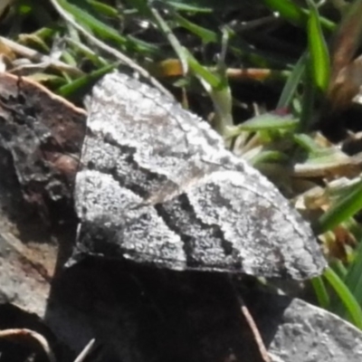 Dichromodes ainaria (A geometer or looper moth) at Namadgi National Park - 6 Nov 2019 by JohnBundock