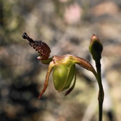 Caleana minor (Small Duck Orchid) at Hackett, ACT - 6 Nov 2019 by shoko