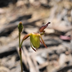 Caleana minor at Hackett, ACT - 6 Nov 2019