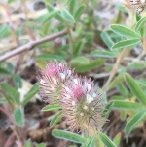 Trifolium arvense var. arvense at Coree, ACT - 6 Nov 2019 06:51 PM