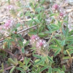 Trifolium arvense var. arvense at Coree, ACT - 6 Nov 2019 06:51 PM