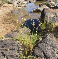 Briza maxima at Stromlo, ACT - 6 Nov 2019