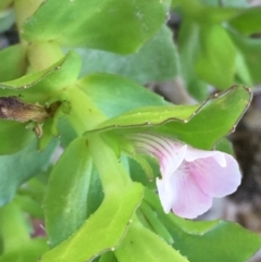 Gratiola peruviana (Australian Brooklime) at Stromlo, ACT - 6 Nov 2019 by JaneR