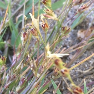 Juncus bufonius at Stromlo, ACT - 6 Nov 2019