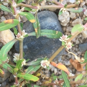 Alternanthera denticulata at Stromlo, ACT - 6 Nov 2019 05:50 PM