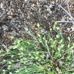 Isolepis cernua (Slender Clubrush) at Stromlo, ACT - 6 Nov 2019 by JaneR