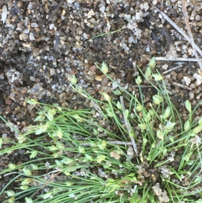Isolepis cernua (Slender Clubrush) at Stromlo, ACT - 6 Nov 2019 by JaneR