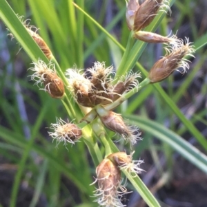 Bolboschoenus medianus at Coree, ACT - 6 Nov 2019