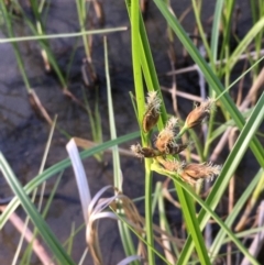 Bolboschoenus medianus at Coree, ACT - 6 Nov 2019