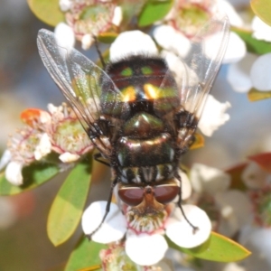 Rutilia (Chrysorutilia) sp. (genus & subgenus) at Uriarra Village, ACT - 5 Nov 2019 06:04 PM