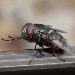 Rutilia (Donovanius) sp. (genus & subgenus) at Acton, ACT - 5 Nov 2019