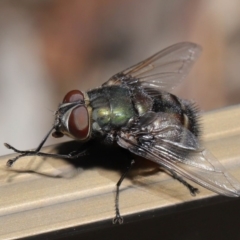 Rutilia (Donovanius) sp. (genus & subgenus) at Acton, ACT - 5 Nov 2019 11:57 AM