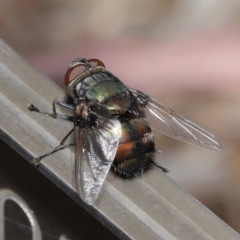 Rutilia (Donovanius) sp. (genus & subgenus) at Acton, ACT - 5 Nov 2019 11:57 AM