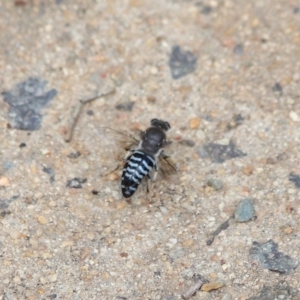 Bembix sp. (genus) at Hackett, ACT - 5 Nov 2019 11:29 AM