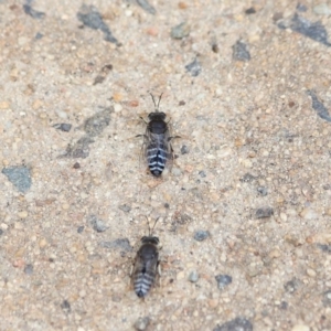 Bembix sp. (genus) at Hackett, ACT - 5 Nov 2019 11:29 AM