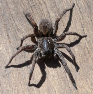 Lycosidae (family) at Macquarie, ACT - 6 Nov 2019