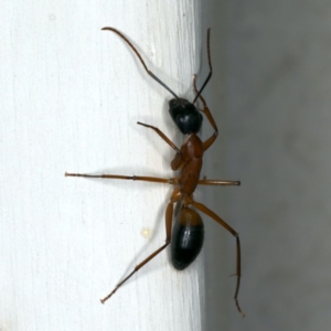 Camponotus consobrinus at Ainslie, ACT - 22 Oct 2019 09:12 PM