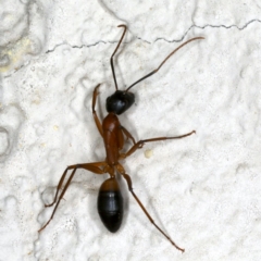 Camponotus consobrinus at Ainslie, ACT - 22 Oct 2019 09:12 PM