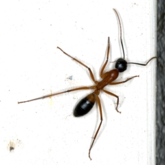 Camponotus consobrinus at Ainslie, ACT - 22 Oct 2019