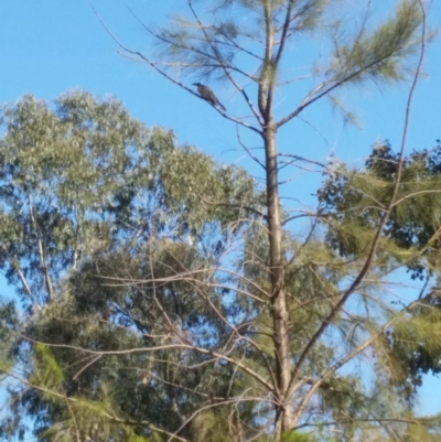 Philemon corniculatus (Noisy Friarbird) at Stromlo, ACT - 6 Nov 2019 by NickDaines
