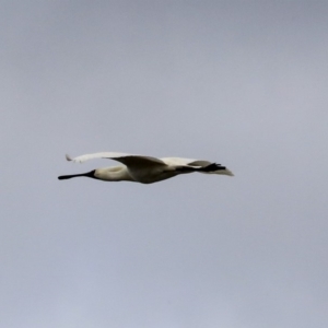 Platalea regia at Dunlop, ACT - 5 Nov 2019 08:16 AM