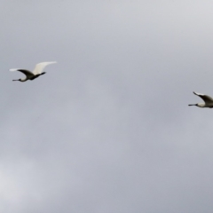 Platalea regia at Dunlop, ACT - 5 Nov 2019 08:16 AM