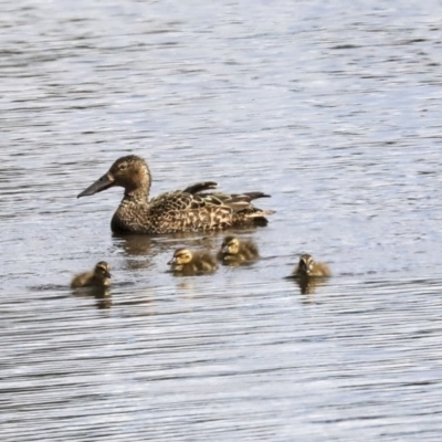 Spatula rhynchotis (Australasian Shoveler) at West Belconnen Pond - 4 Nov 2019 by AlisonMilton