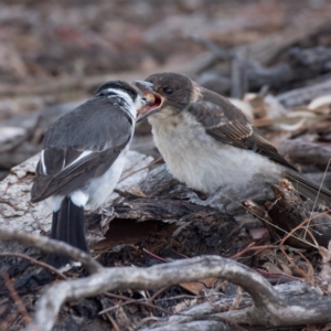 Cracticus torquatus at Garran, ACT - 7 Nov 2019