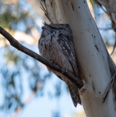 Podargus strigoides (Tawny Frogmouth) at Garran, ACT - 7 Nov 2019 by Sam