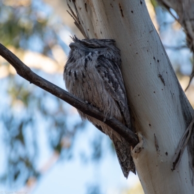 Podargus strigoides (Tawny Frogmouth) at Garran, ACT - 6 Nov 2019 by Sam