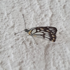 Belenois java (Caper White) at Canberra, ACT - 7 Nov 2019 by AaronClausen