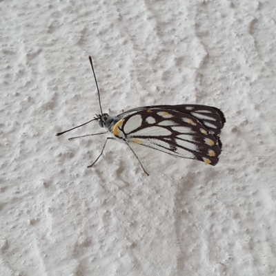 Belenois java (Caper White) at Canberra, ACT - 7 Nov 2019 by AaronClausen