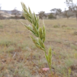 Bromus hordeaceus at Tuggeranong DC, ACT - 26 Oct 2019