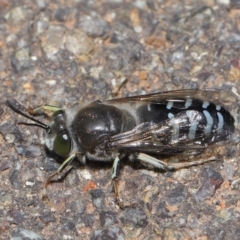 Bembix sp. (genus) (Unidentified Bembix sand wasp) at Acton, ACT - 5 Nov 2019 by TimL