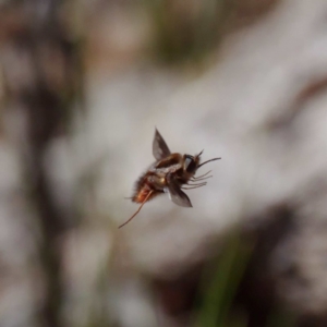 Sisyromyia sp. (genus) at Paddys River, ACT - 7 Nov 2019 12:53 PM