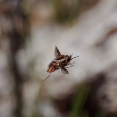 Sisyromyia sp. (genus) (A bee fly) at Paddys River, ACT - 7 Nov 2019 by DPRees125