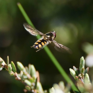 Melangyna sp. (genus) at Paddys River, ACT - 6 Nov 2019 12:35 PM