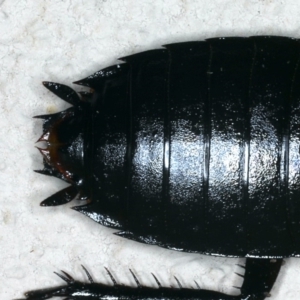 Platyzosteria melanaria at Ainslie, ACT - 22 Oct 2019