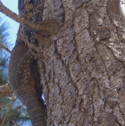 Varanus varius (Lace Monitor) at Black Range, NSW - 7 Nov 2019 by MatthewHiggins