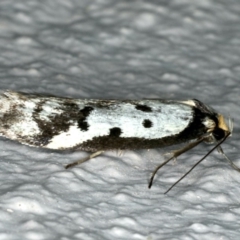 Philobota lysizona (A concealer moth) at Ainslie, ACT - 22 Oct 2019 by jb2602