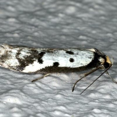 Philobota lysizona (A concealer moth) at Ainslie, ACT - 22 Oct 2019 by jb2602