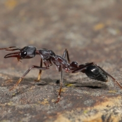 Myrmecia pyriformis (A Bull ant) at Acton, ACT - 5 Nov 2019 by TimL